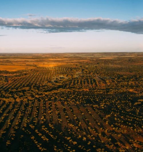 Open fields